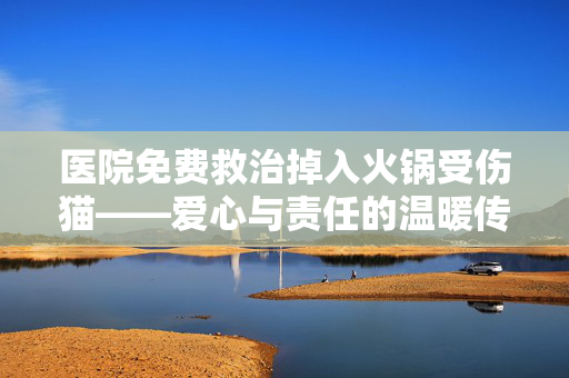 医院免费救治掉入火锅受伤猫——爱心与责任的温暖传递