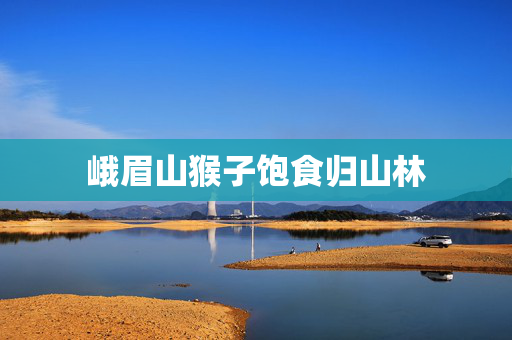峨眉山猴子饱食归山林