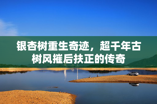 银杏树重生奇迹，超千年古树风摧后扶正的传奇