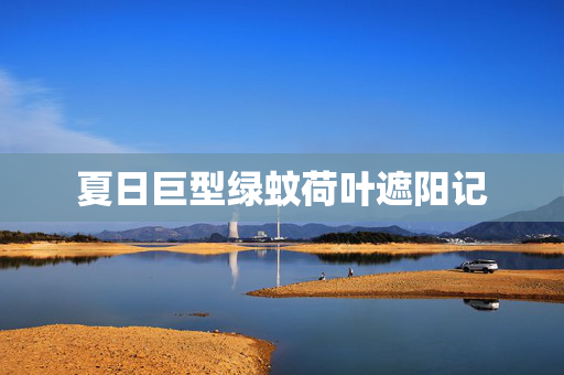 夏日巨型绿蚊荷叶遮阳记