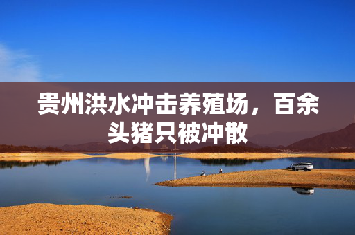 贵州洪水冲击养殖场，百余头猪只被冲散