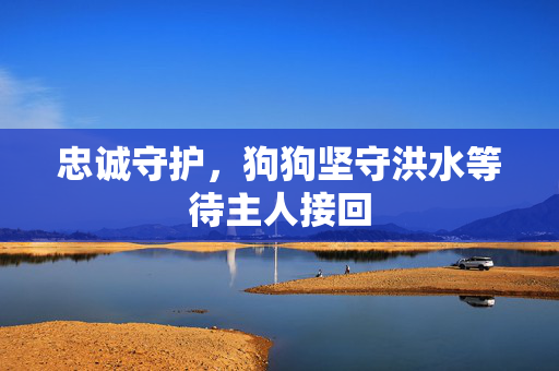 忠诚守护，狗狗坚守洪水等待主人接回