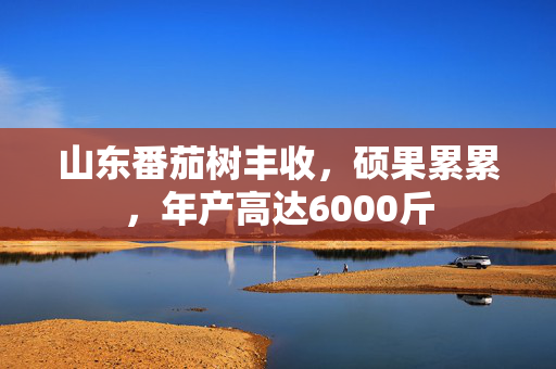 山东番茄树丰收，硕果累累，年产高达6000斤