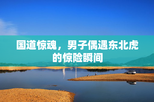 国道惊魂，男子偶遇东北虎的惊险瞬间