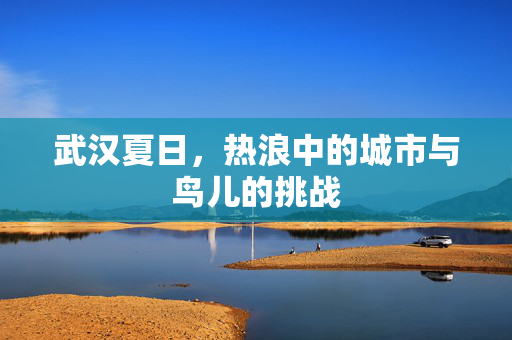 武汉夏日，热浪中的城市与鸟儿的挑战
