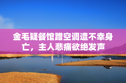 金毛疑餐馆蹭空调遭不幸身亡，主人悲痛欲绝发声