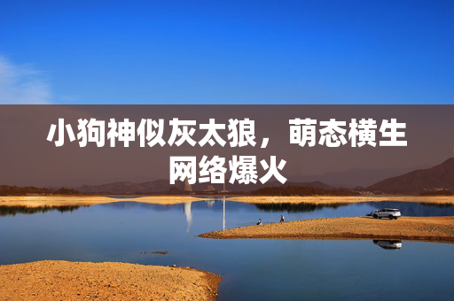 小狗神似灰太狼，萌态横生网络爆火