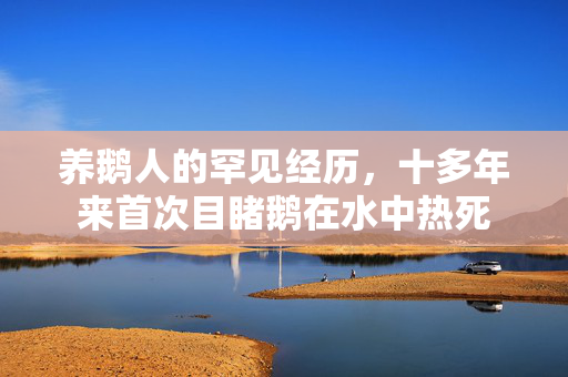 养鹅人的罕见经历，十多年来首次目睹鹅在水中热死